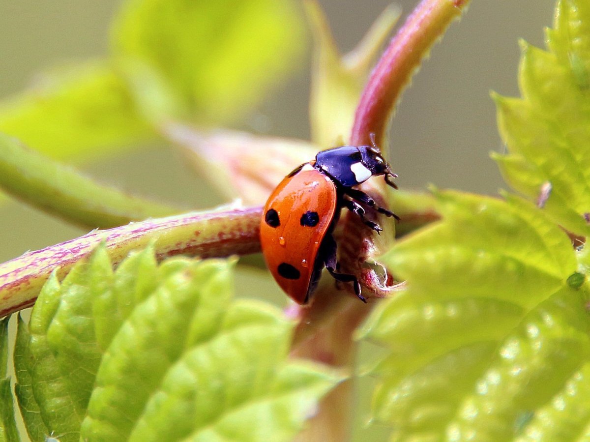 Насекомые в парке