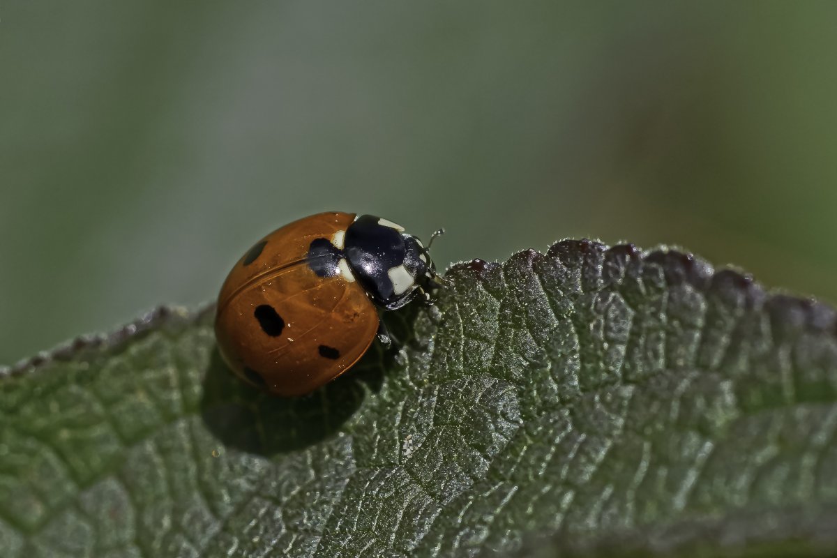 Имаго Божьей коровки