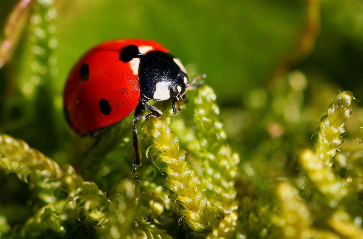 Божья коровка Божья коровка Божья коровка Божья коровка