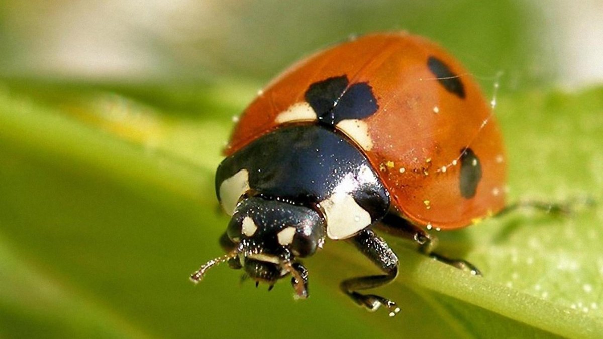 Животные и насекомые