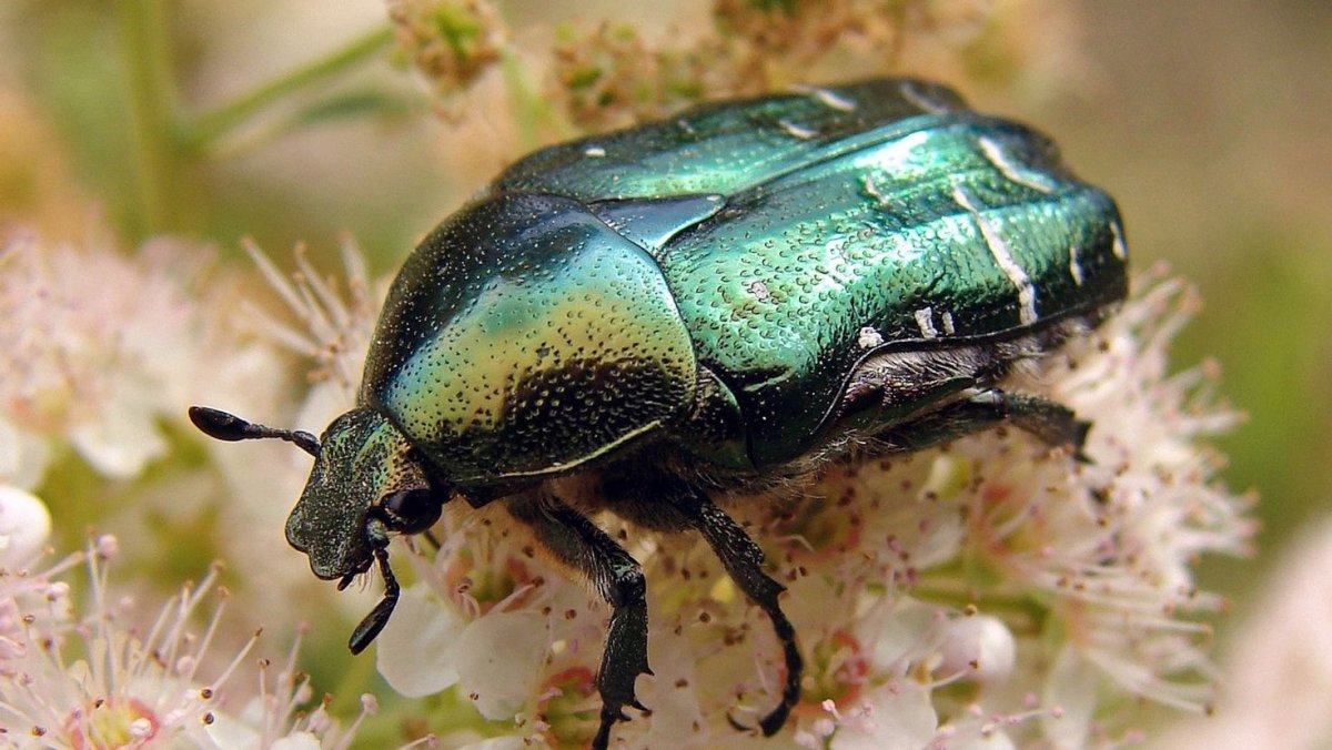 Июньский Жук бронзовка