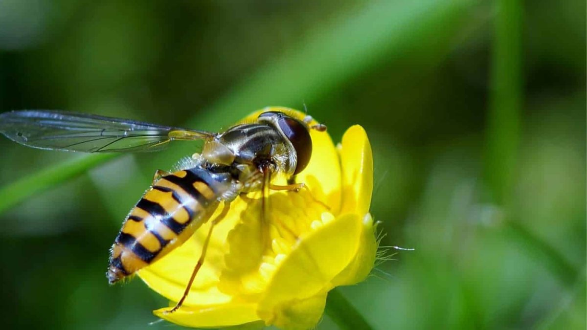 Насекомые пчела Стрекоза