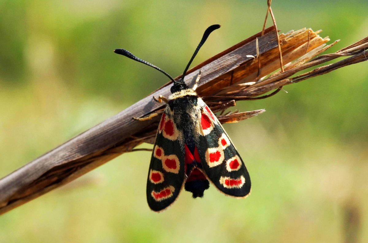 Пестрянка Астрагаловая