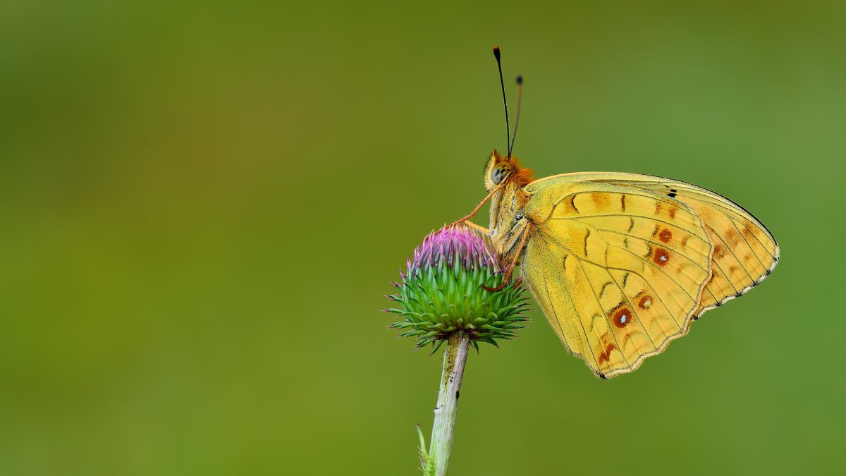 "Мертвая" бабочка макро -голова