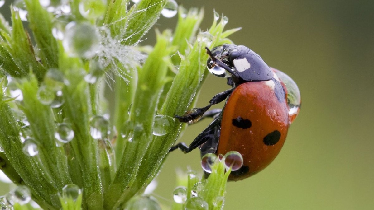 Бесточечная Божья коровка