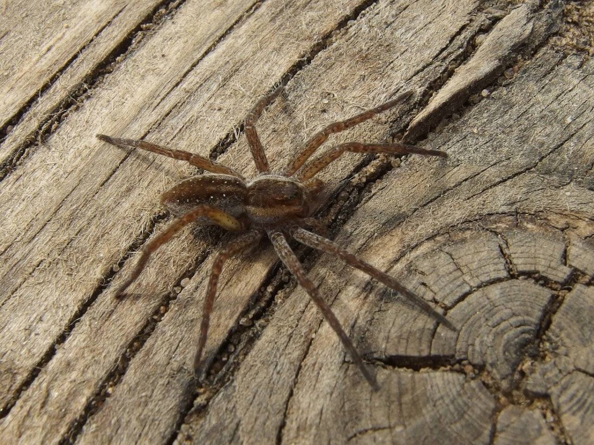 Каракурт Крымский Тарантул