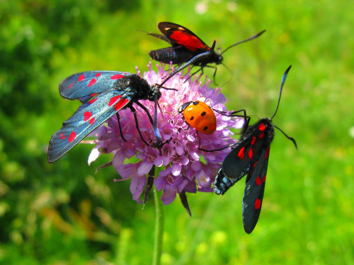 Луг с насекомыми