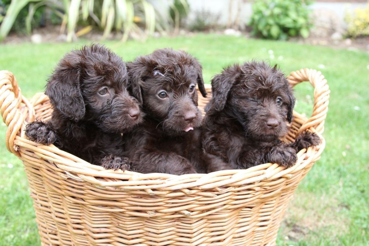 Проделки шоколадной собаки