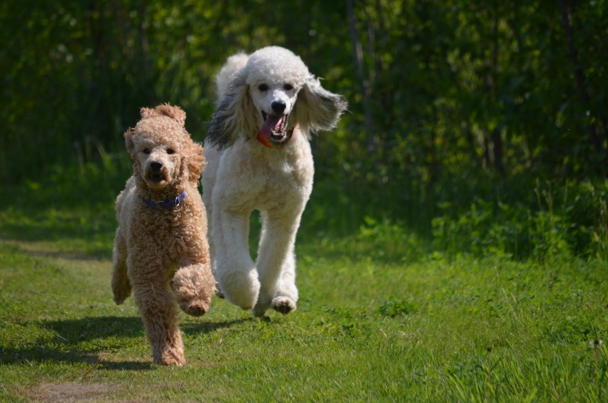 Пудель Джинджер