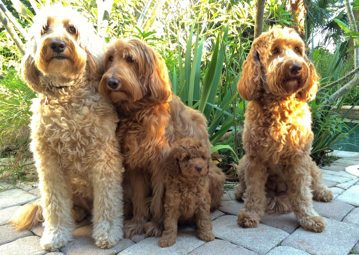 Австралийский лабрадудель