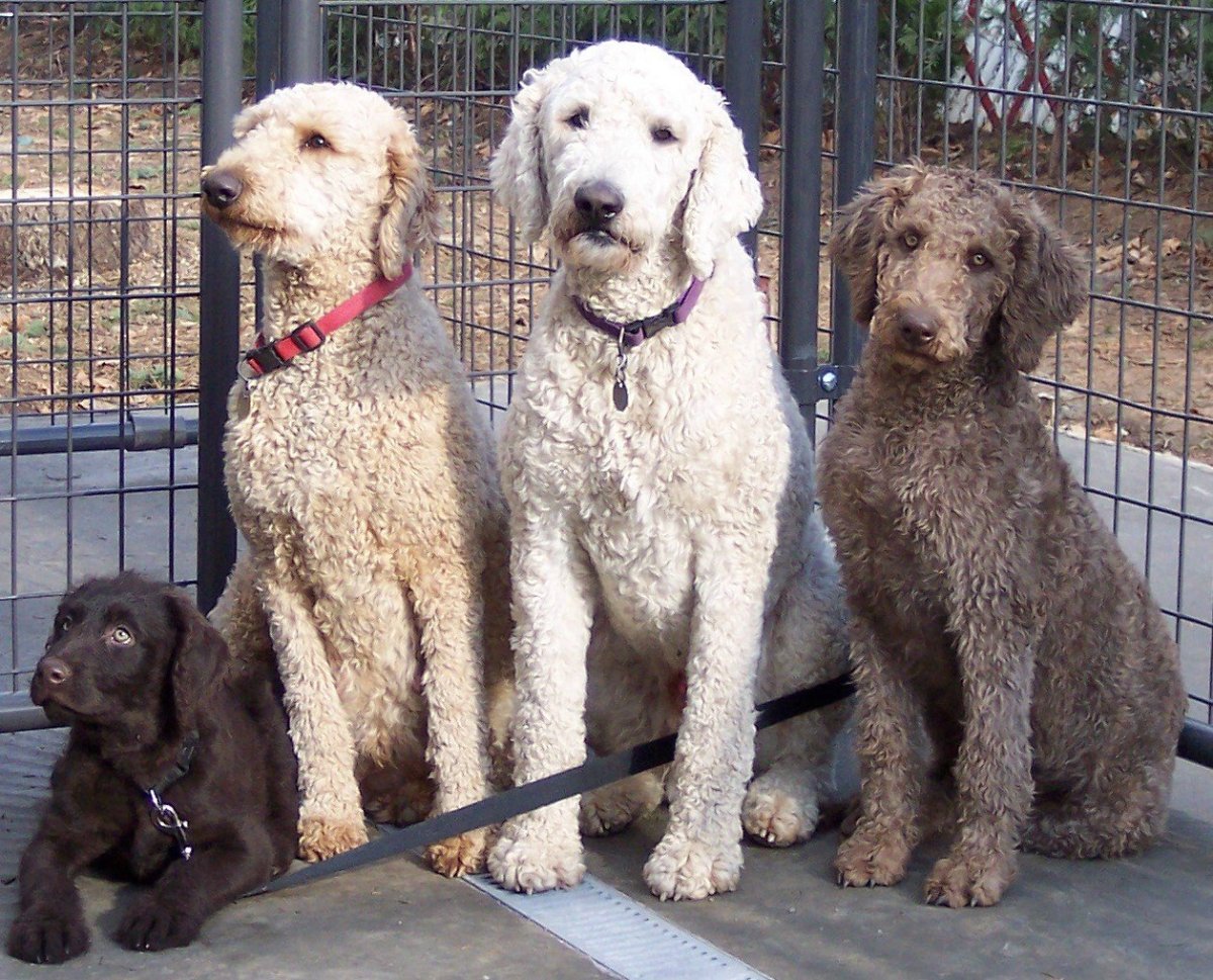 Порода смесь лабрадора и пуделя