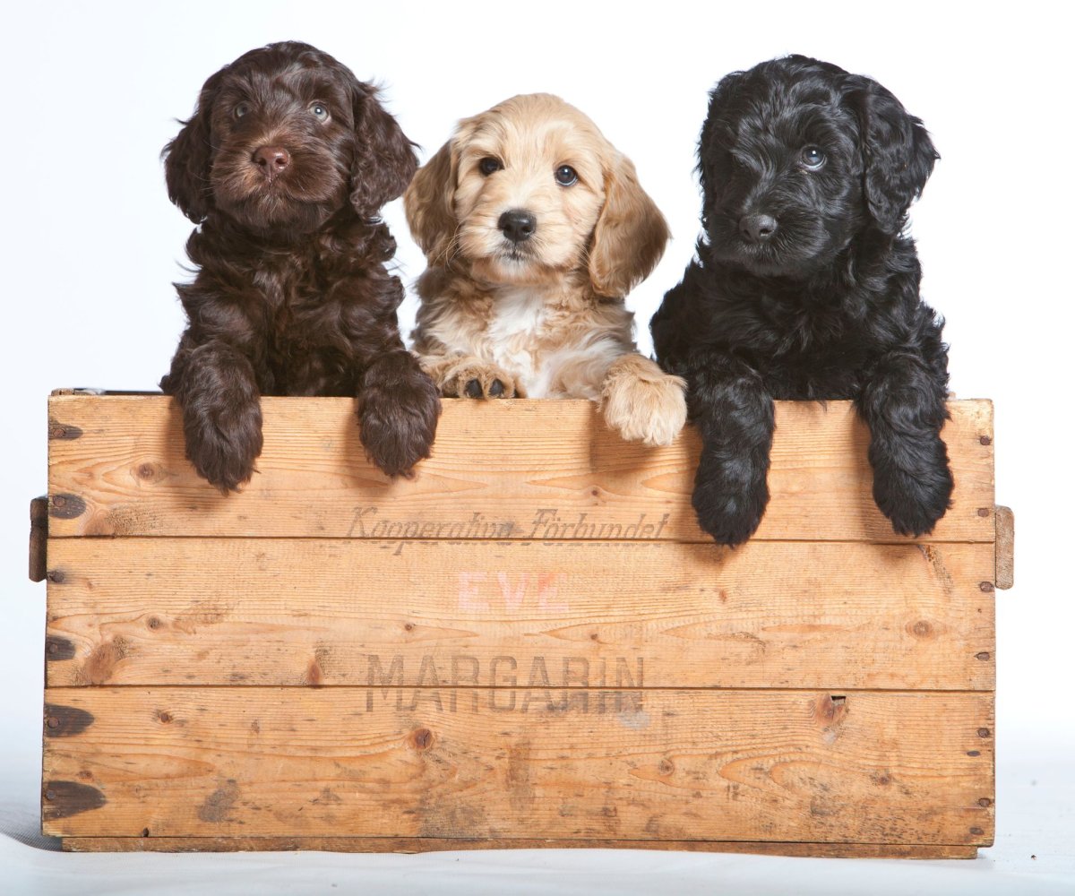 Лабрадудль на белом фоне