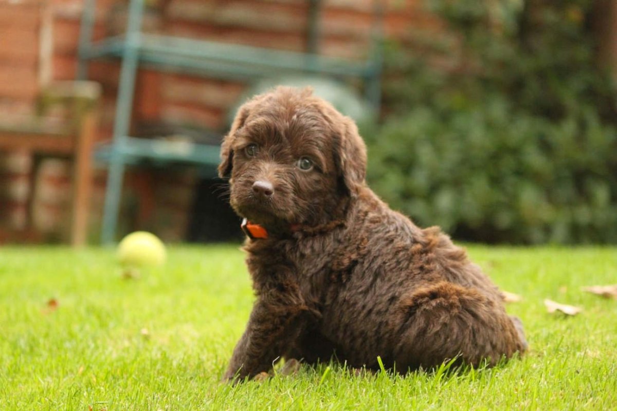 Лабрадудль и лабрадор