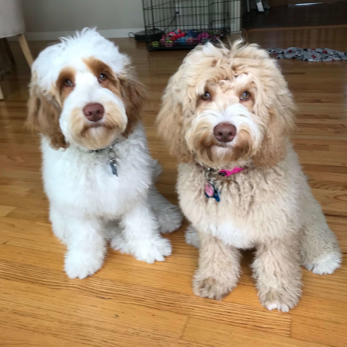 Австралийский дудль порода