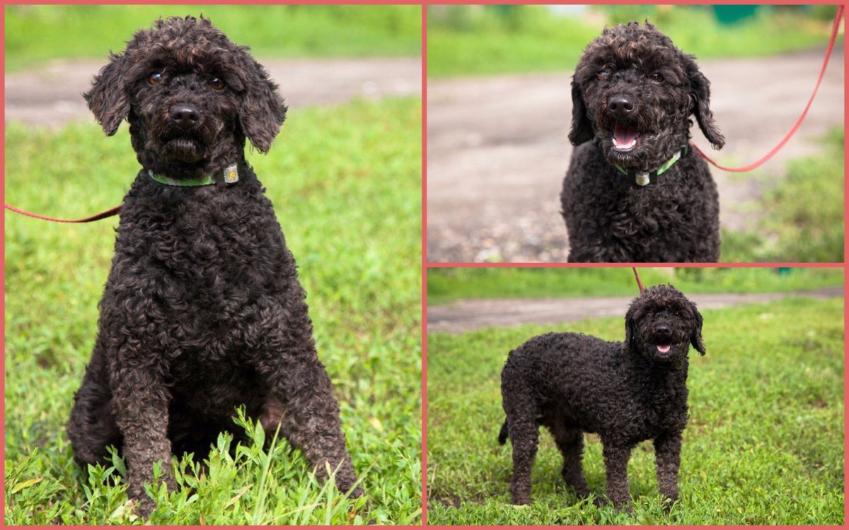 Харпер пудель