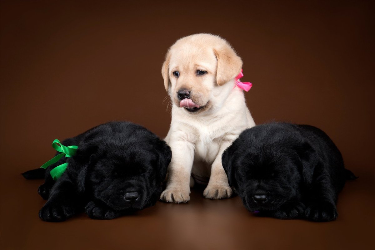 Родословный щенок лабрадора