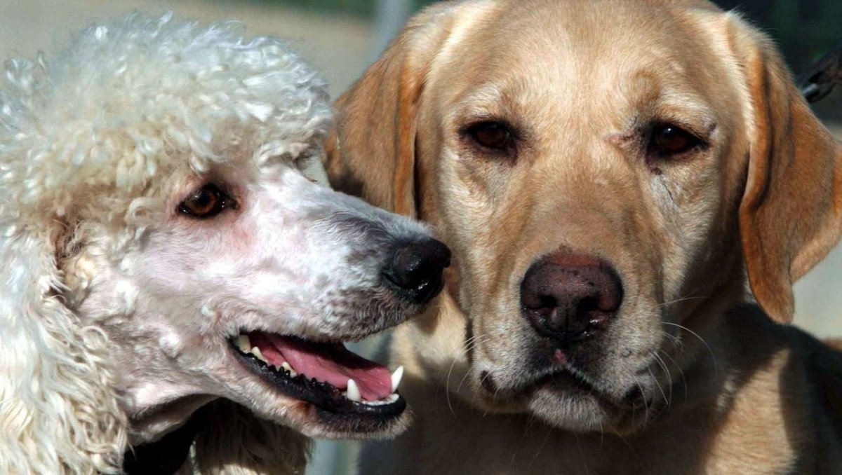 Метис лабрадора