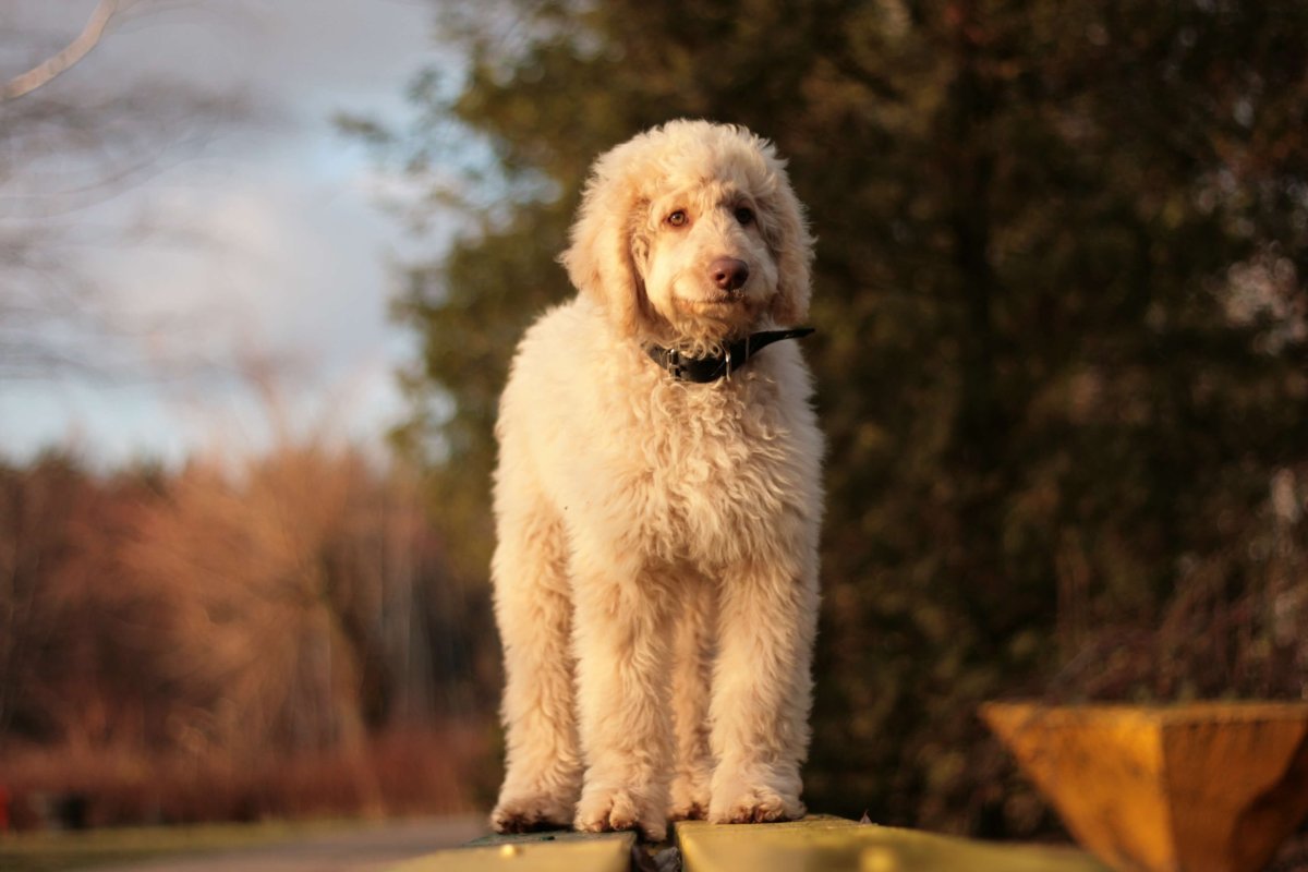 Лабрадудль белый