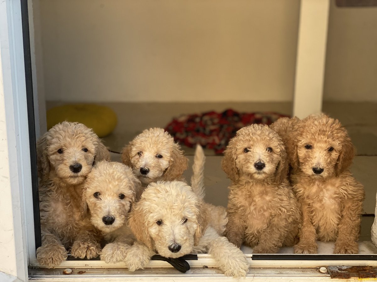 Лабрадудль карликовый