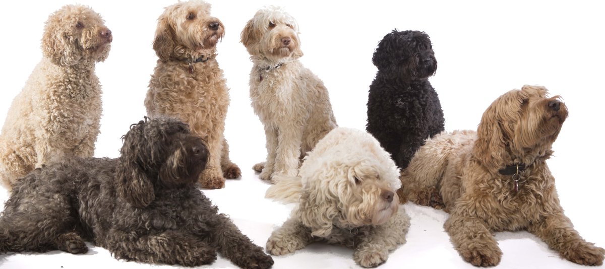 Лабрадор пудель