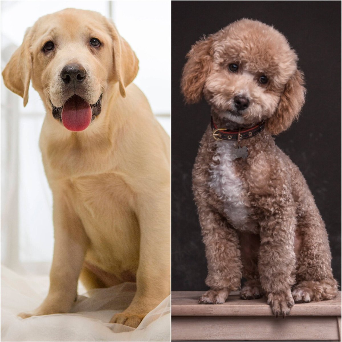 Лабрадудль кокапу порода