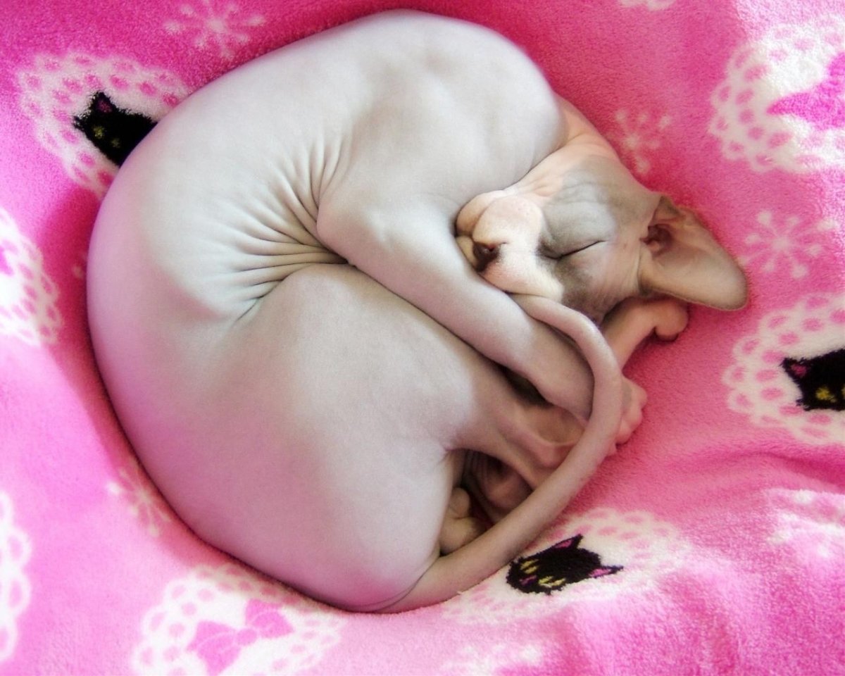 Спящий сфинкс