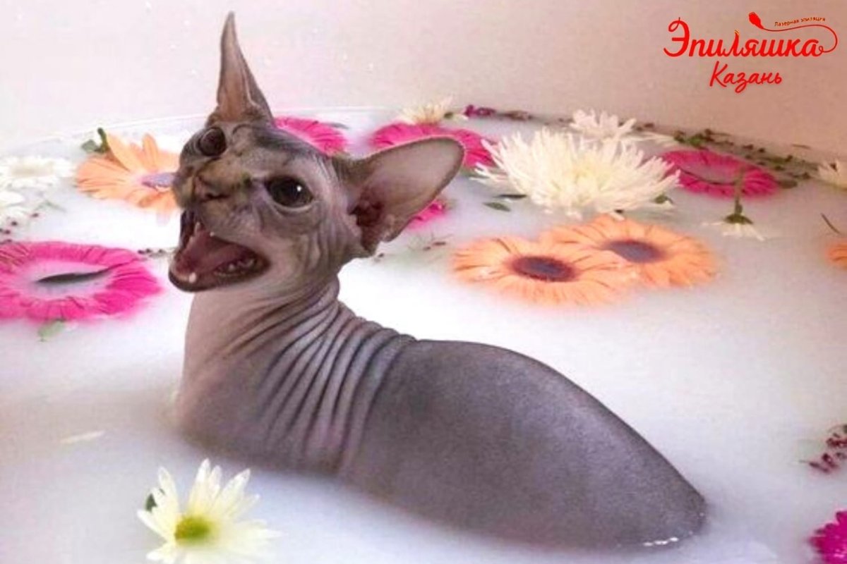 Сфинкс купается