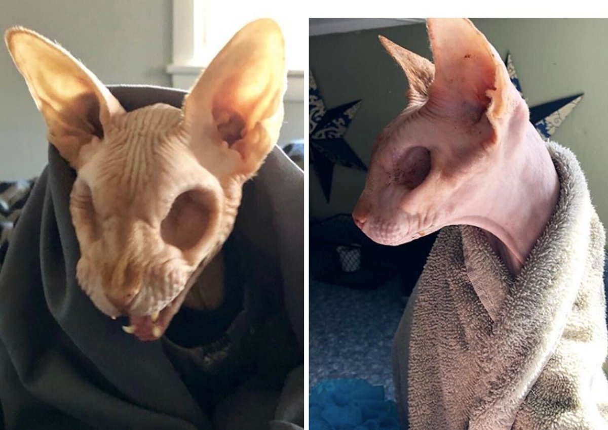 Маска кота сфинкса