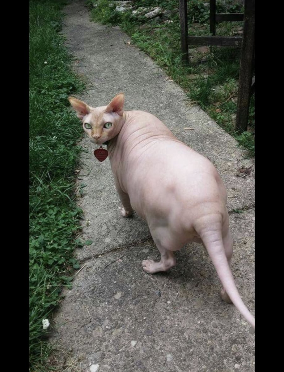 Канадский сфинкс толстый