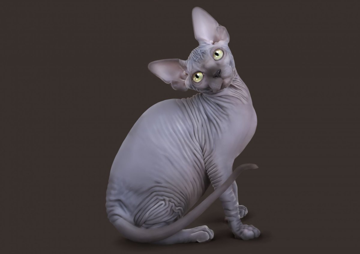 Портрет кота сфинкса