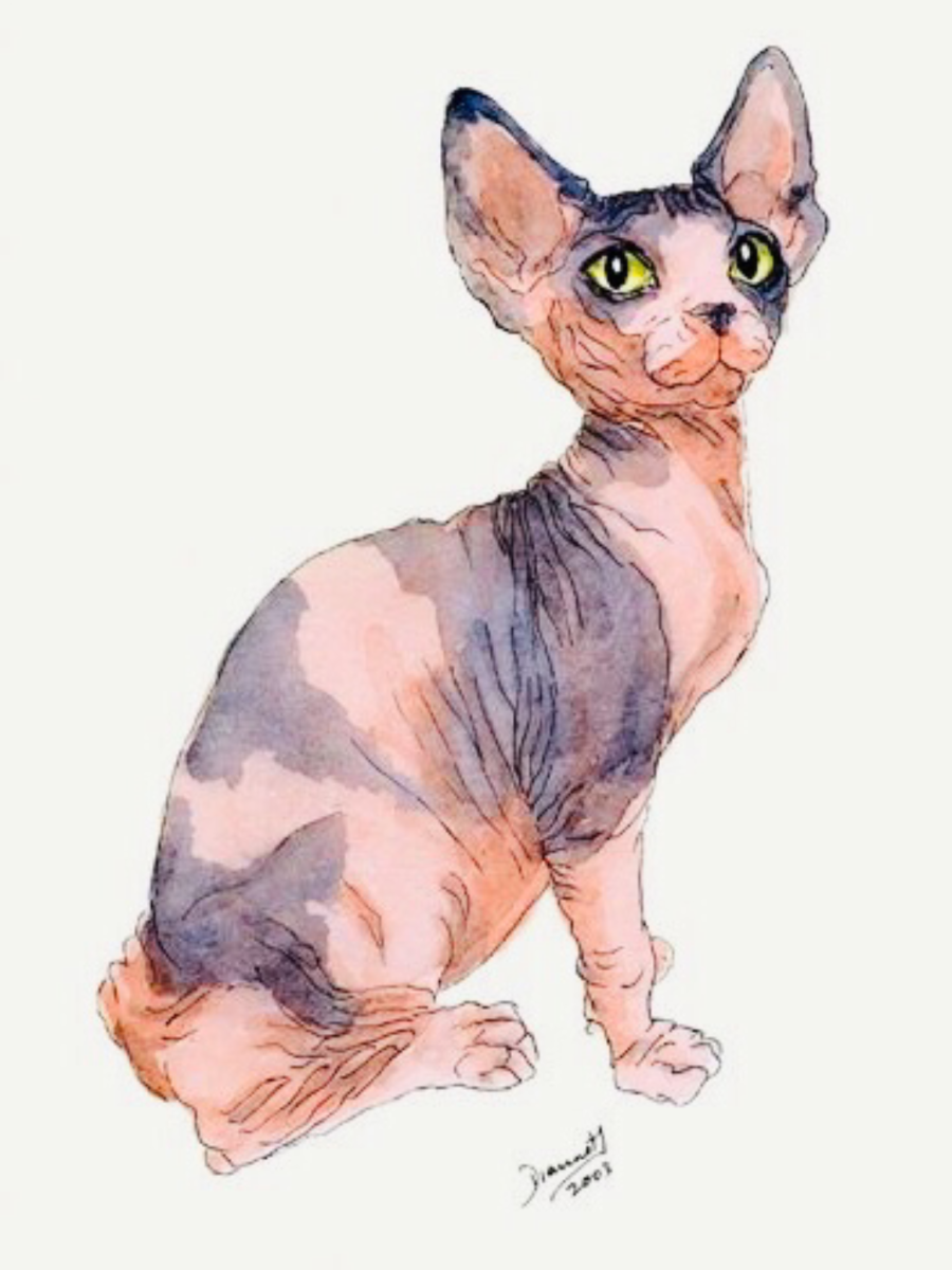 Толстый кот сфинкс