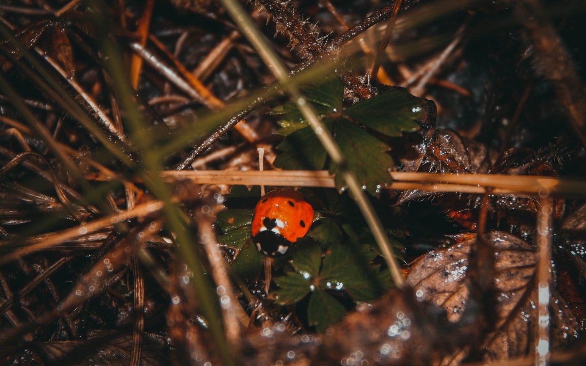 Насекомые прячутся осенью