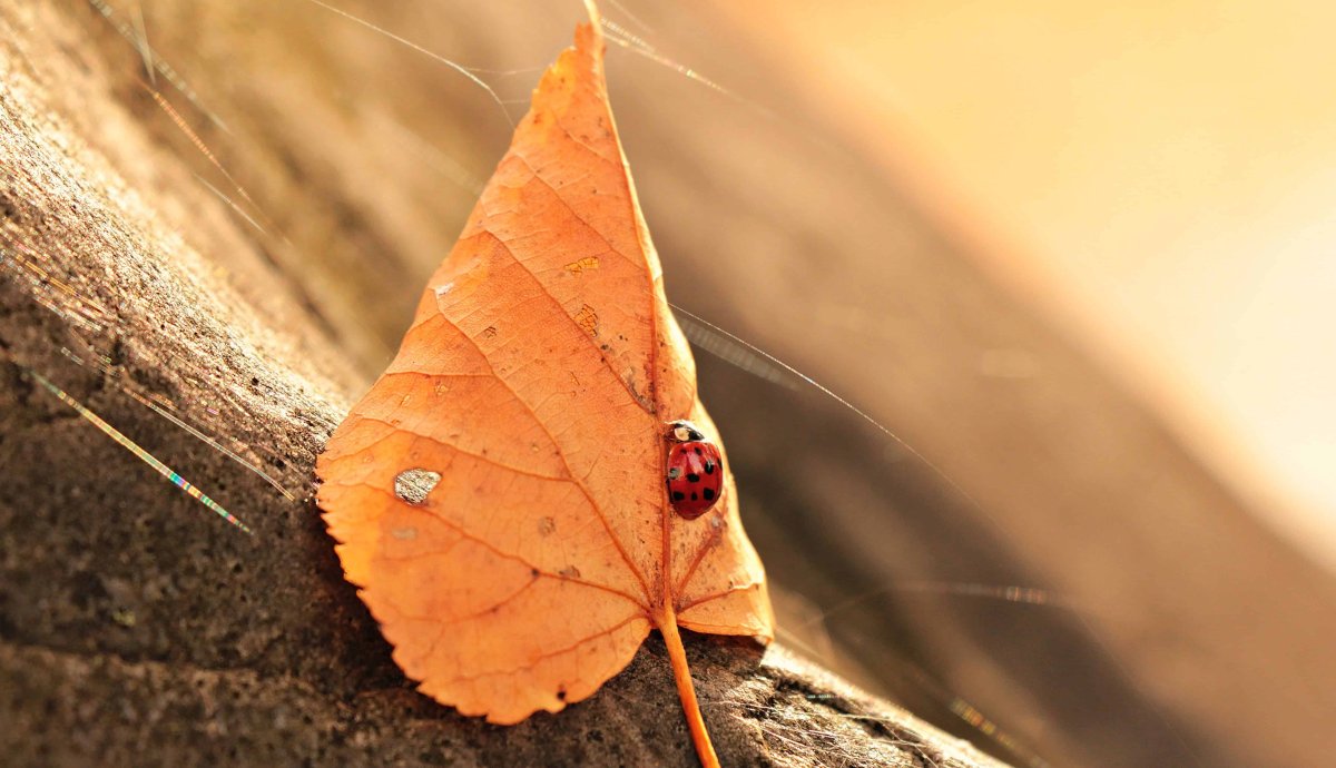 Бабочка крапивница зимовка