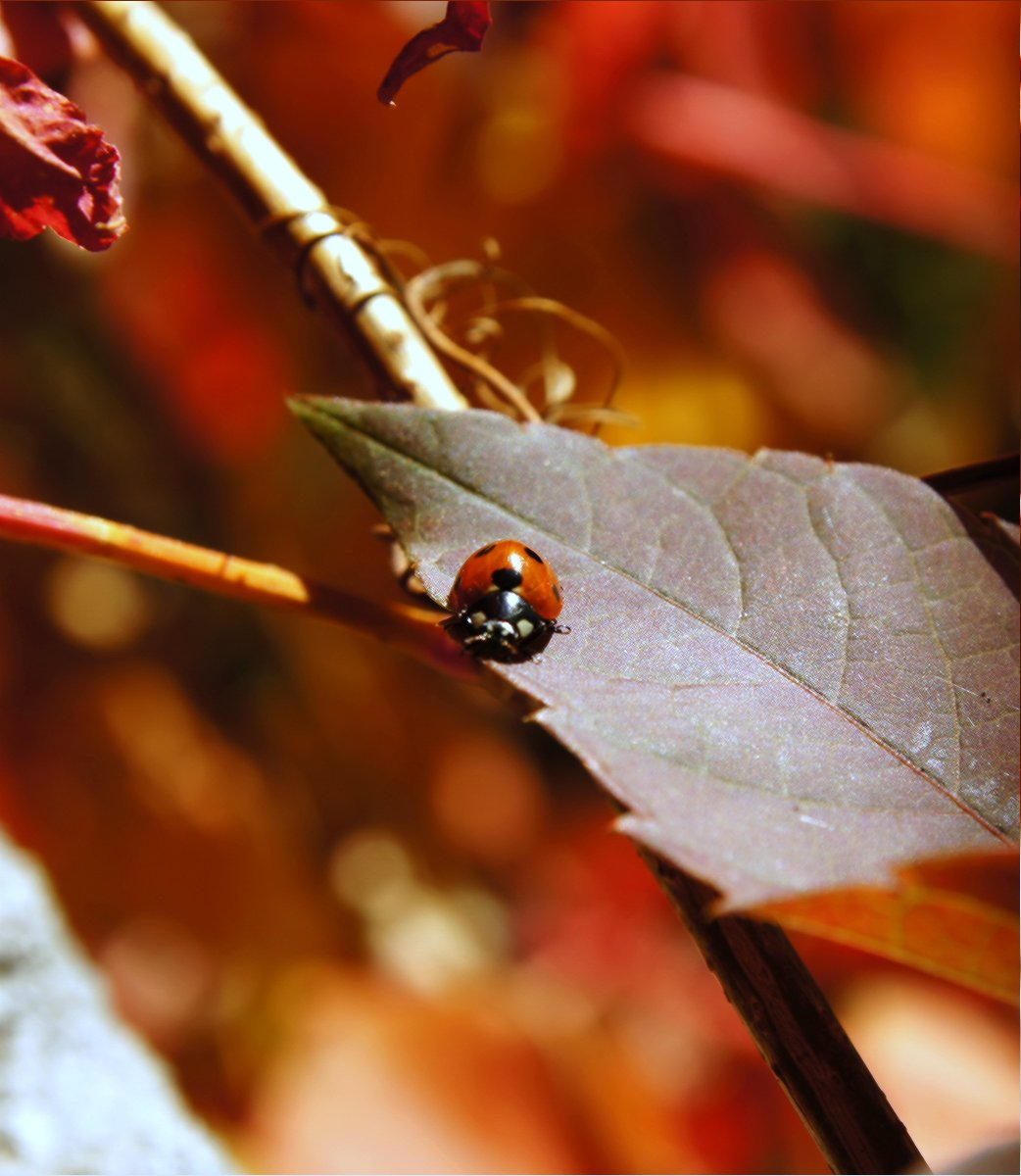 Насекомые осенью