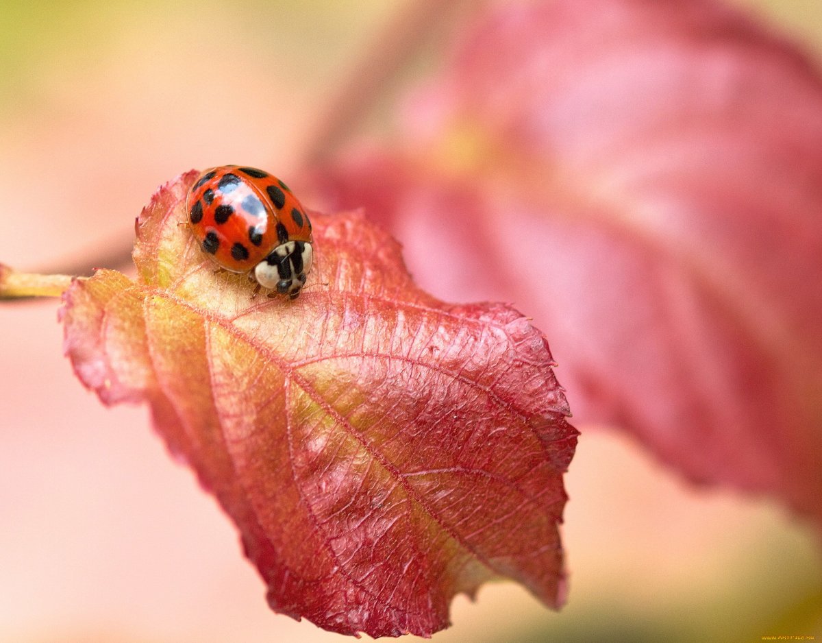 Осенние насекомые