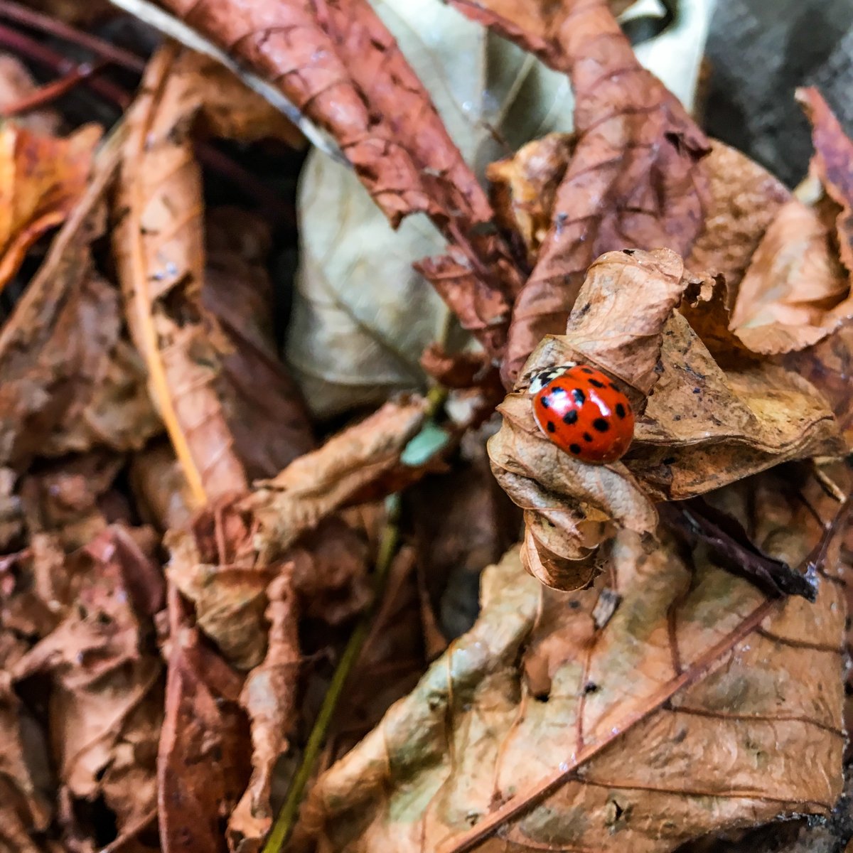 Насекомые прячутся осенью