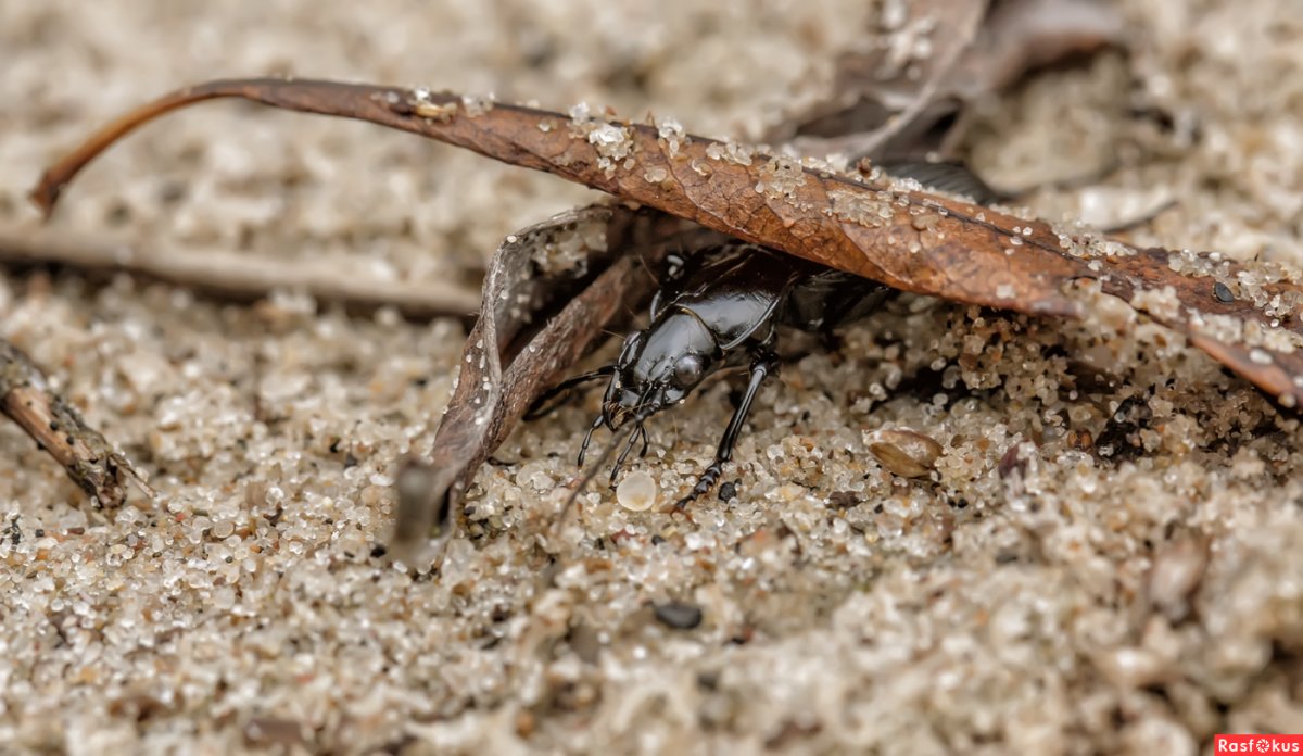 Насекомые осенью