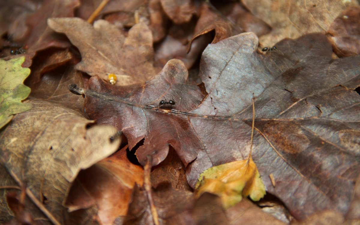 Насекомые в листве