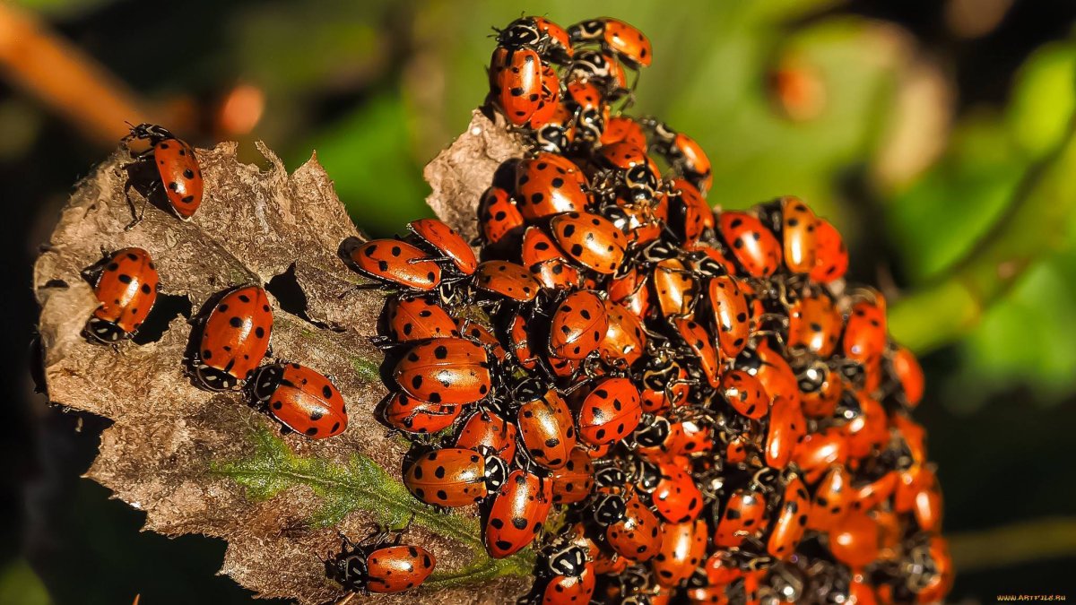 Насекомые готовятся к зиме