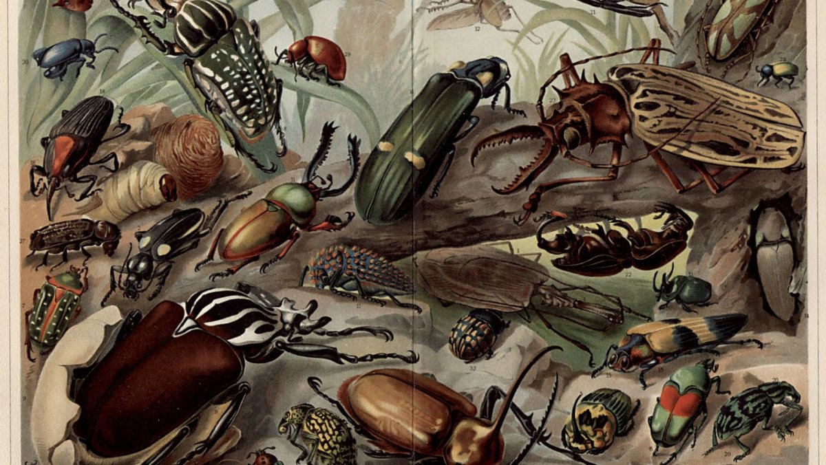 Жуки Эстетика