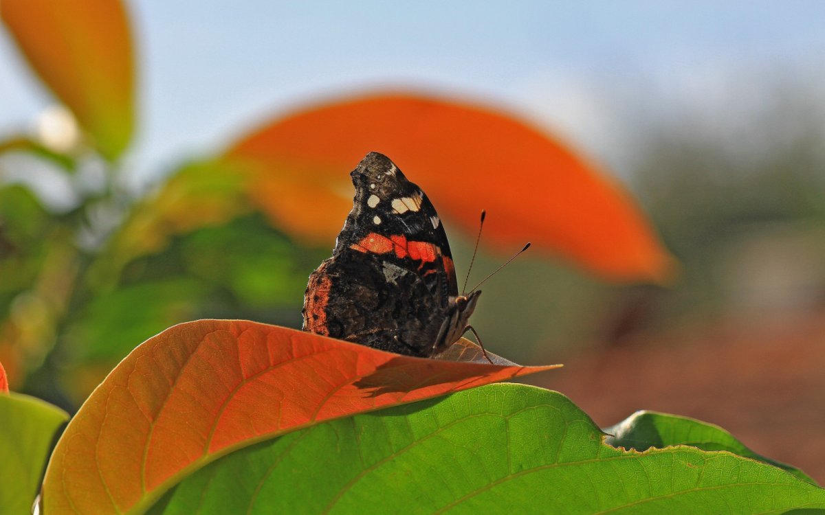 Фото и картины бабочки