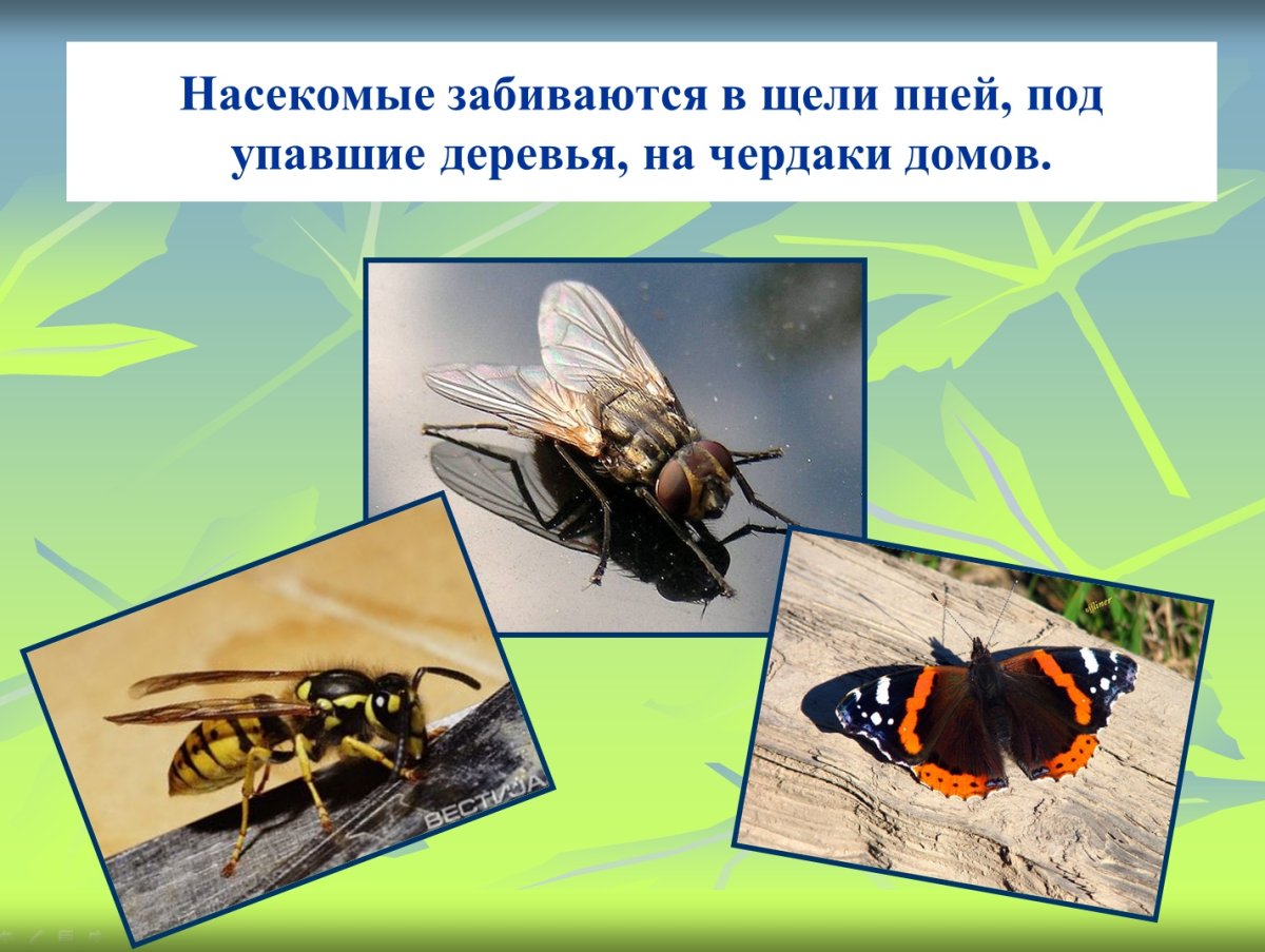 Мимикрия и покровительственная окраска