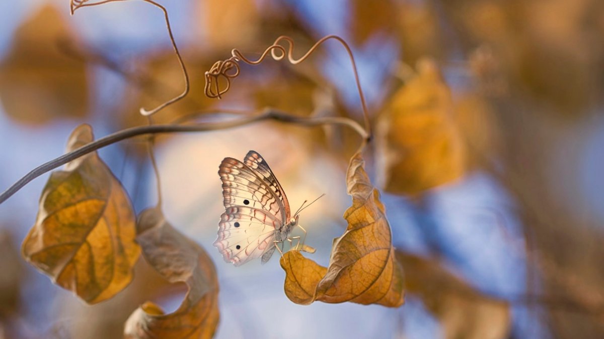 Зеленые насекомые осенью