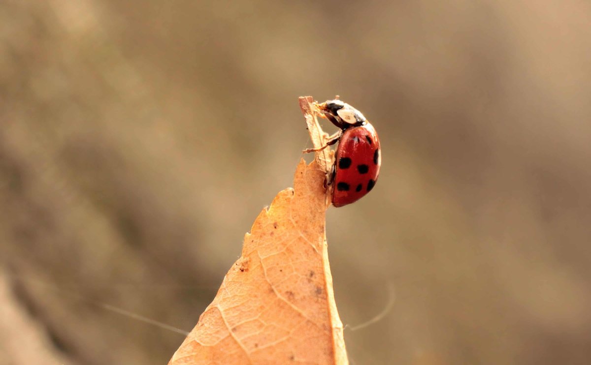 Нежная осень