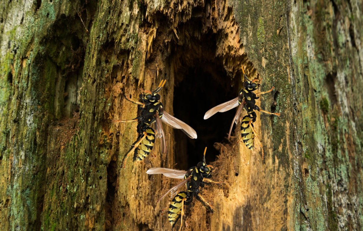 Обои на рабочий стол Божья коровка