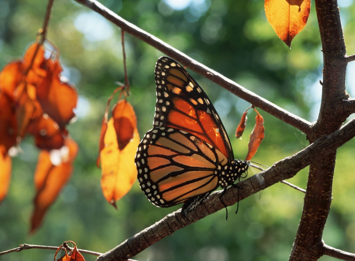 Бабочка осень