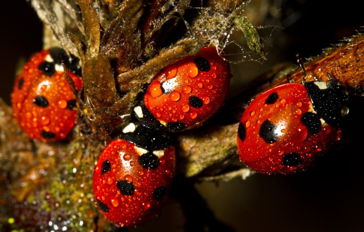 Насекомые прячутся осенью