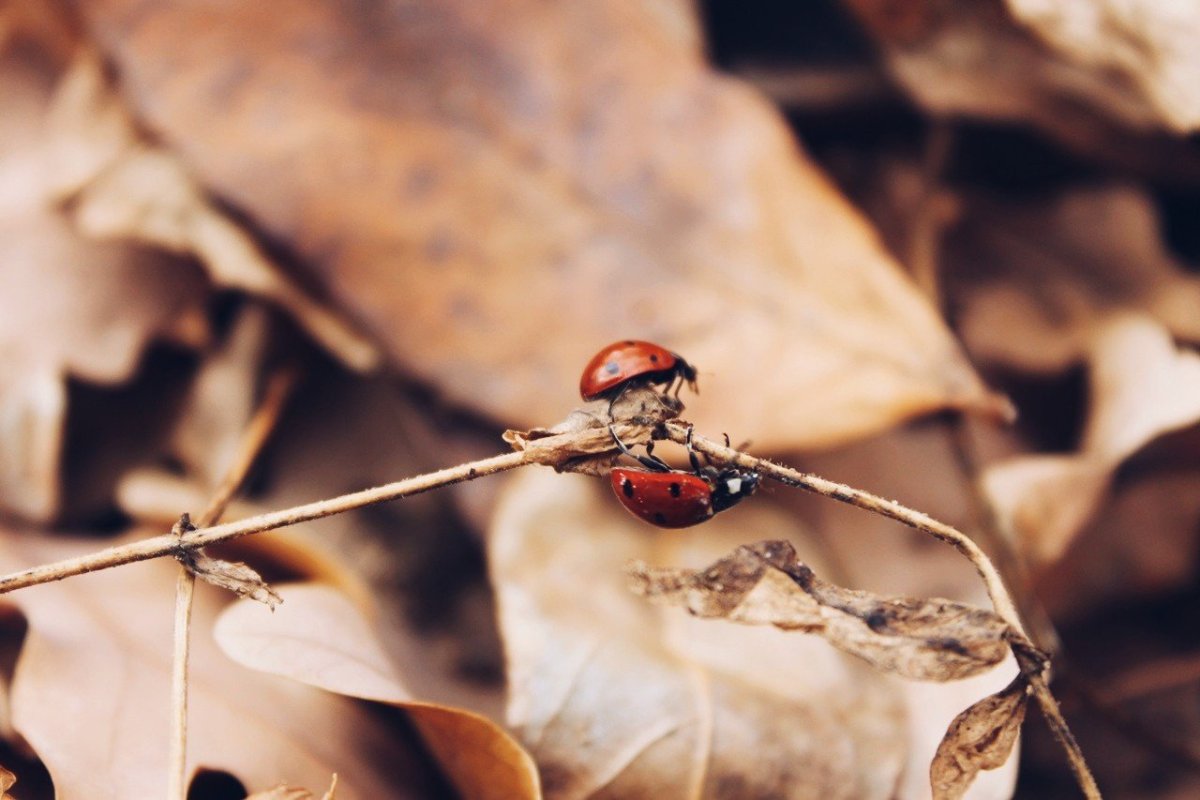 Насекомые осенью