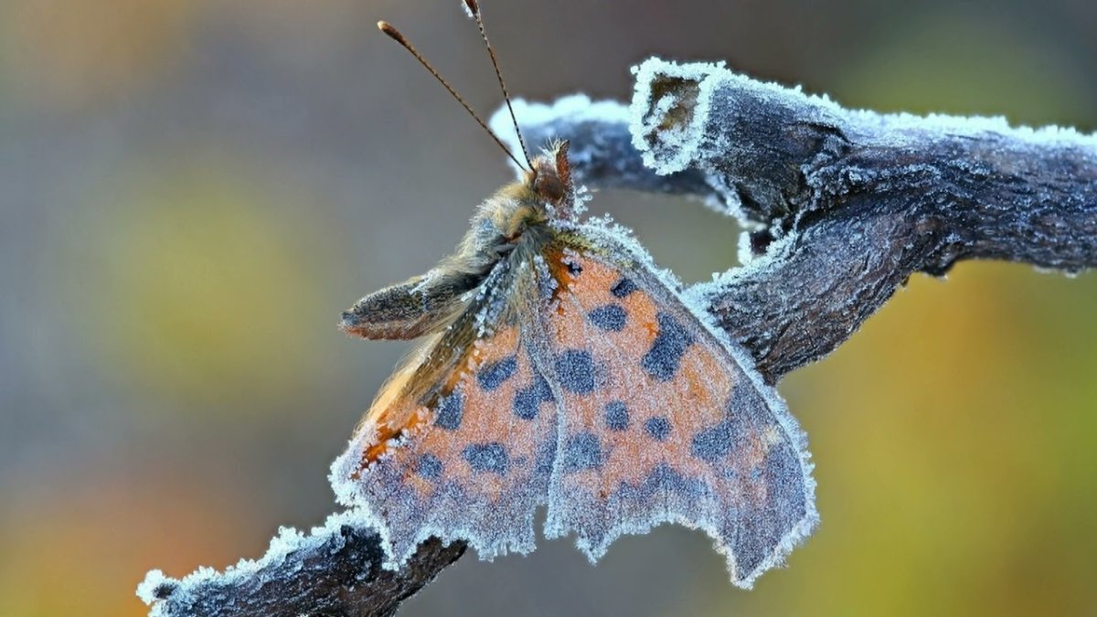 Голова бабочки
