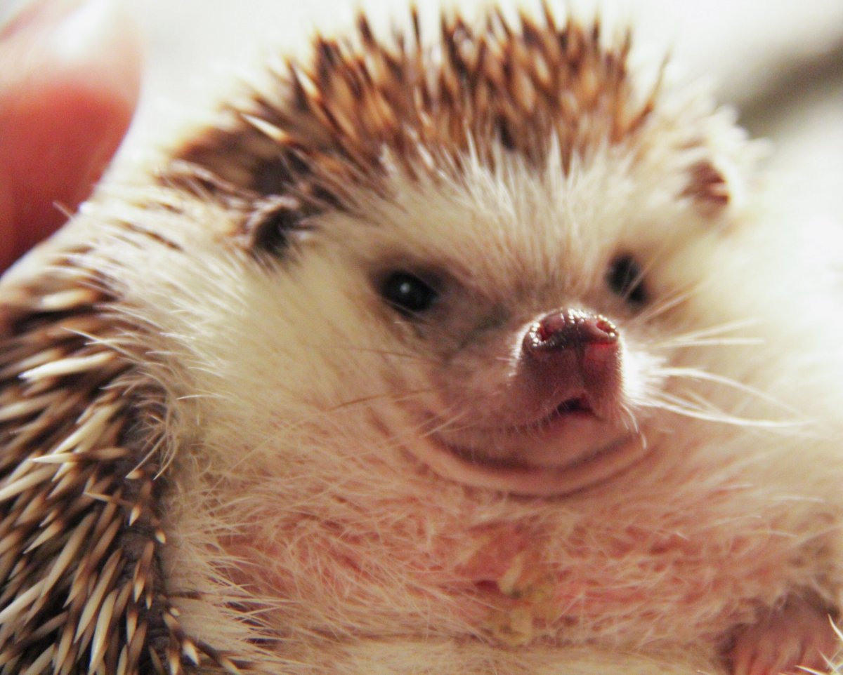 Злой Ежик фото